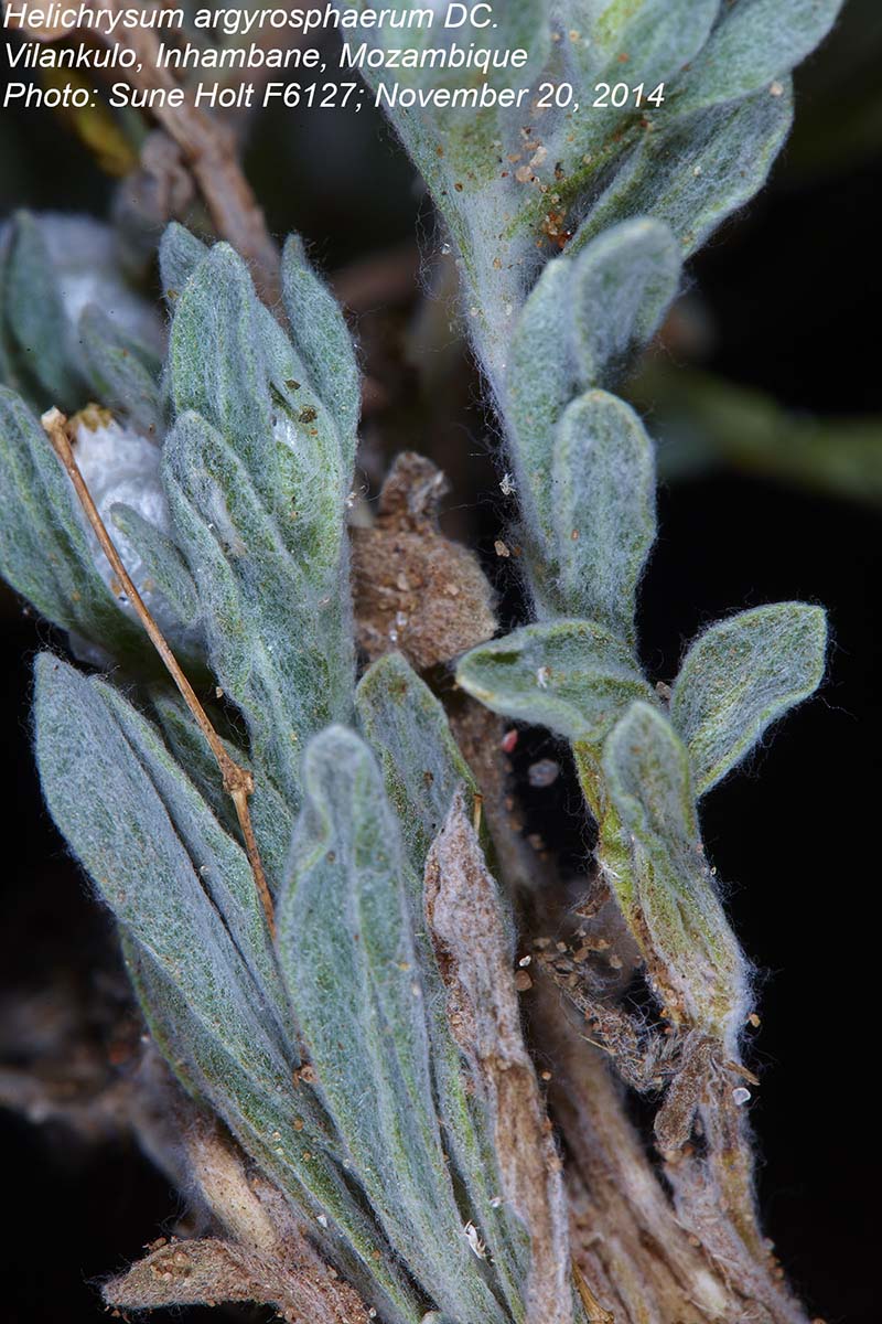 Helichrysum argyrosphaerum