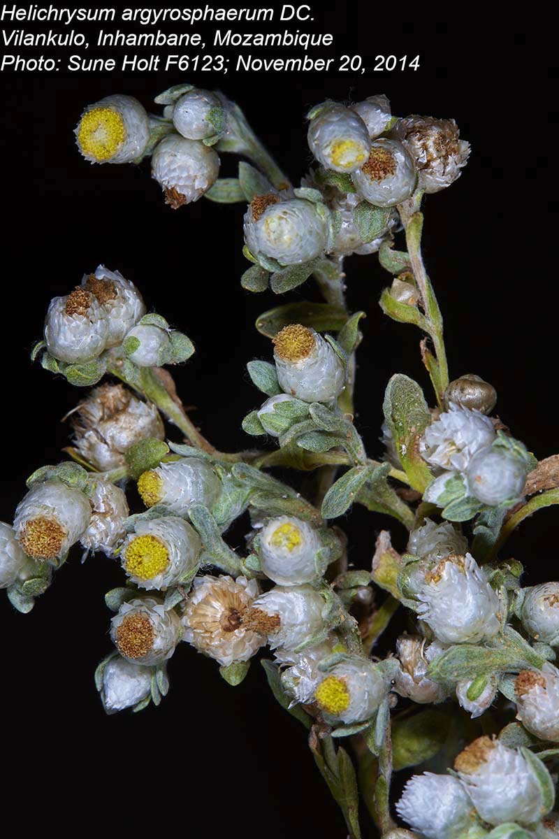 Helichrysum argyrosphaerum
