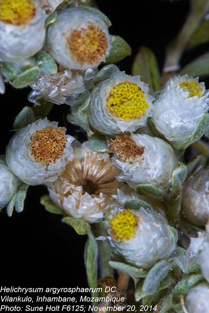 Helichrysum argyrosphaerum