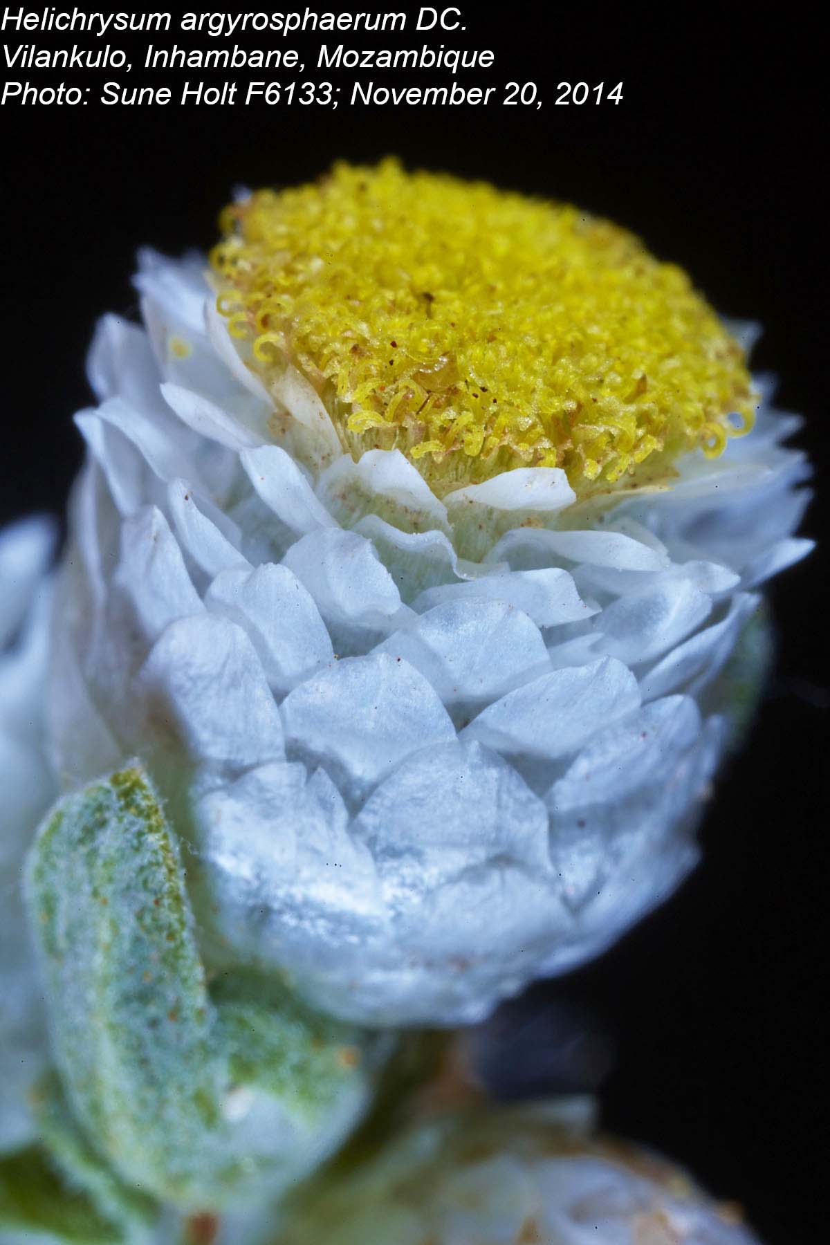 Helichrysum argyrosphaerum