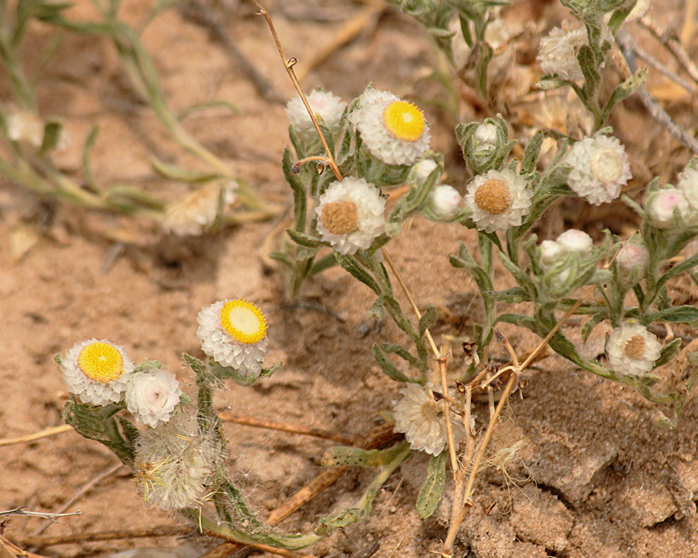 Helichrysum argyrosphaerum