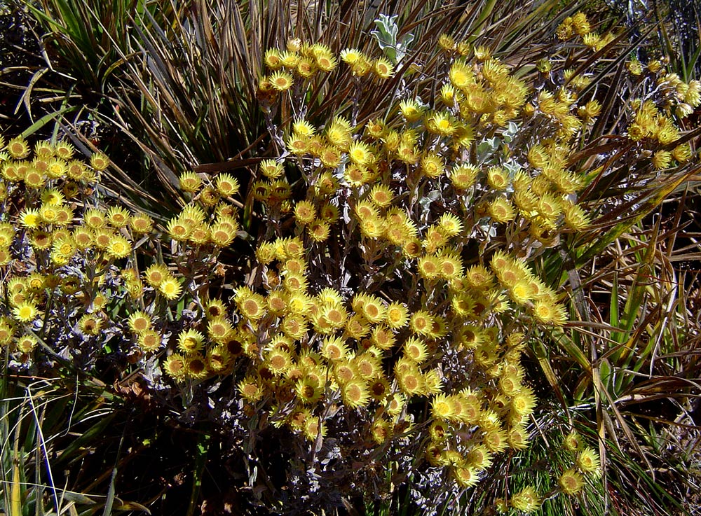Helichrysum buchananii Helichrysum buchananii