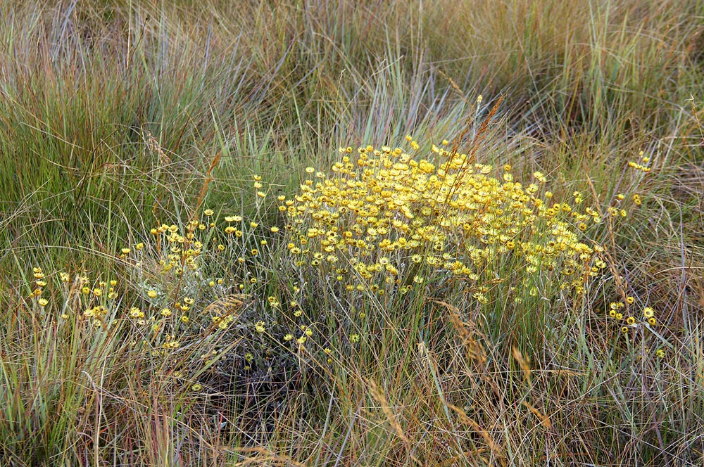 Helichrysum buchananii Helichrysum buchananii