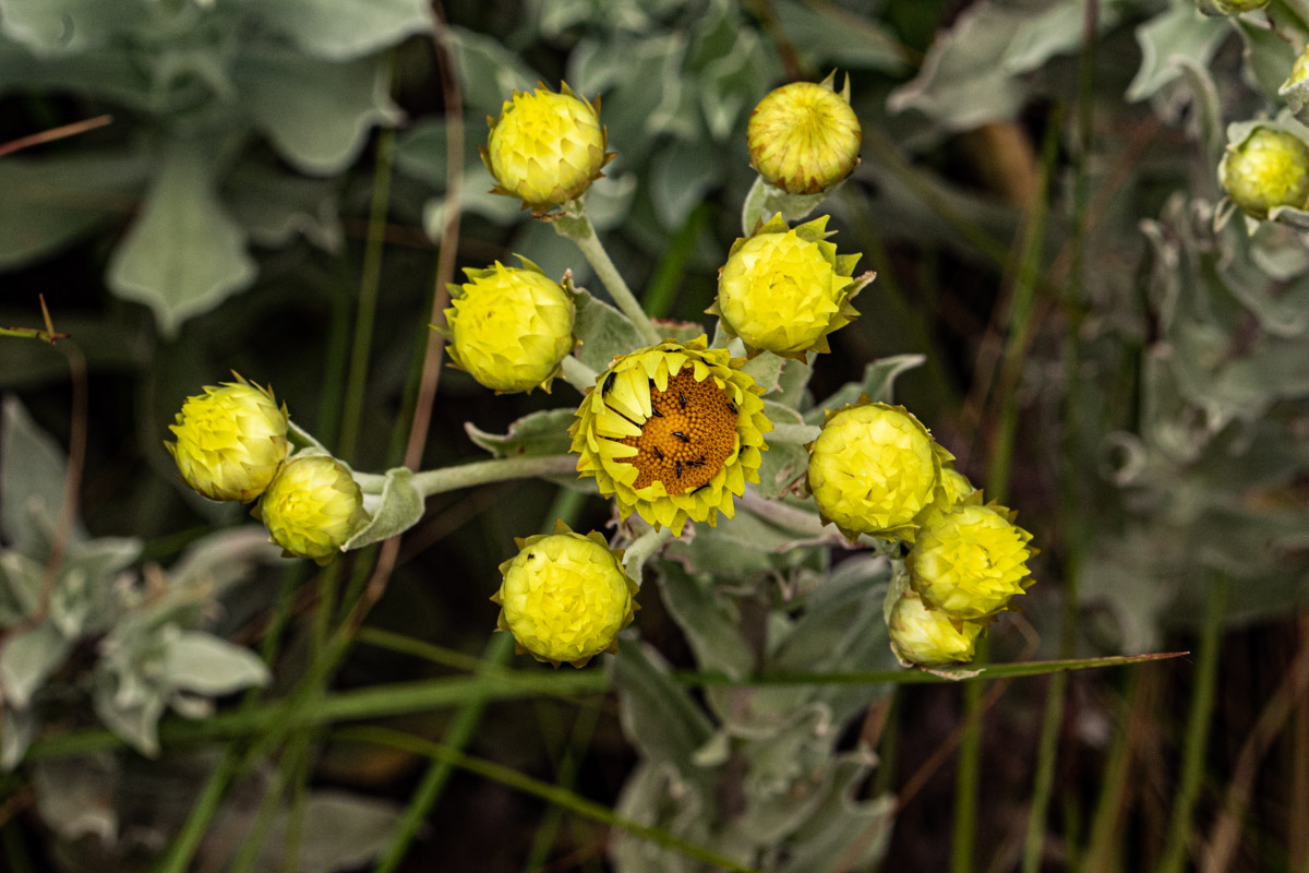 Helichrysum buchananii Helichrysum buchananii