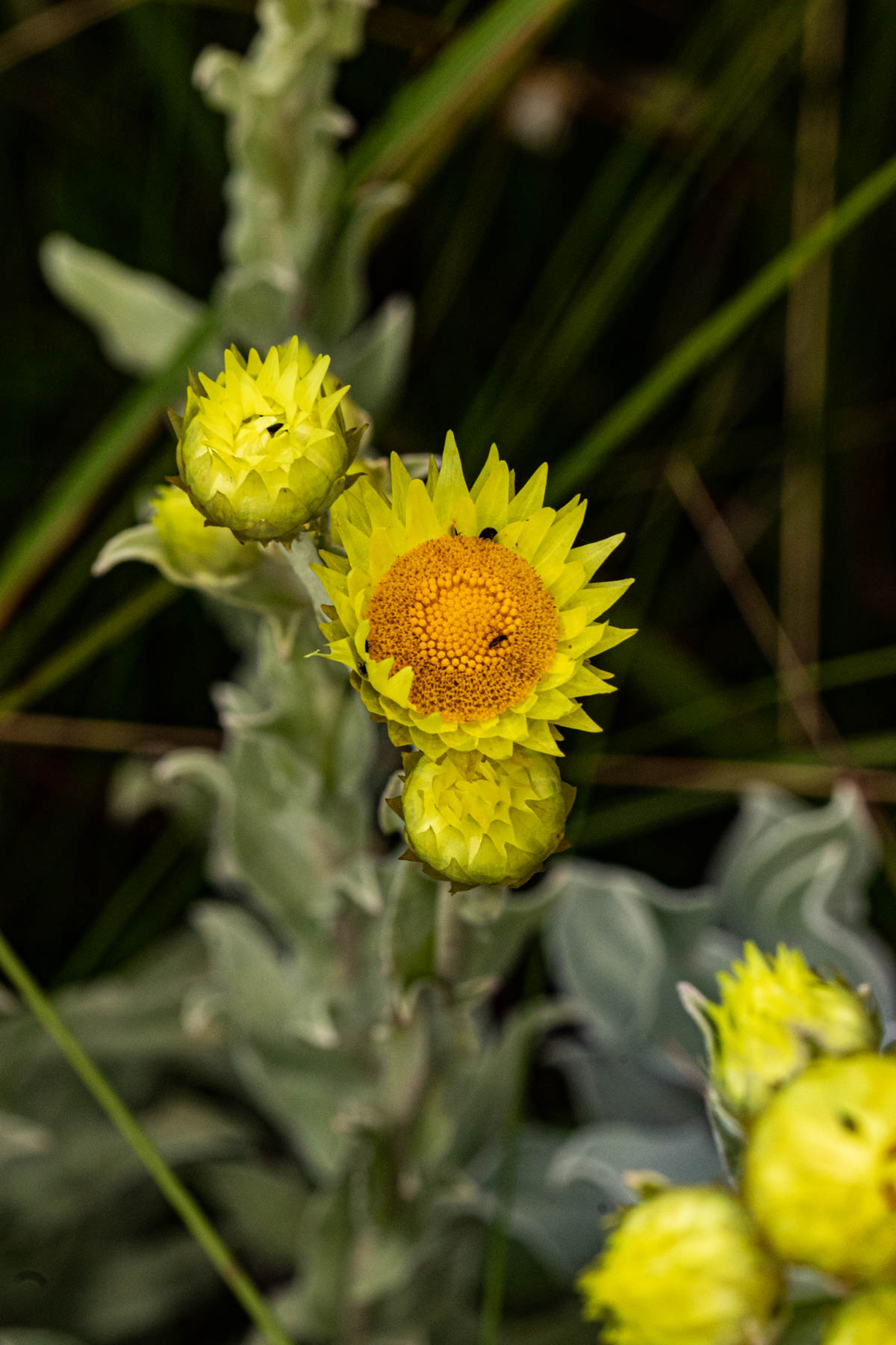 Helichrysum buchananii Helichrysum buchananii