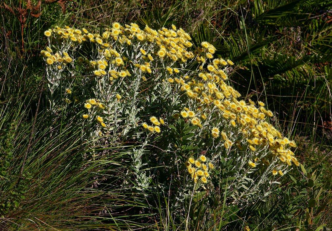 Helichrysum buchananii Helichrysum buchananii