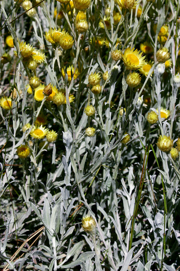 Helichrysum buchananii Helichrysum buchananii