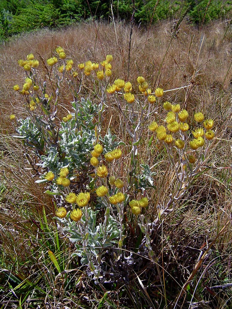 Helichrysum buchananii Helichrysum buchananii