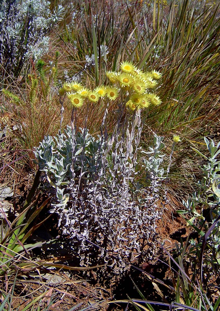 Helichrysum buchananii Helichrysum buchananii