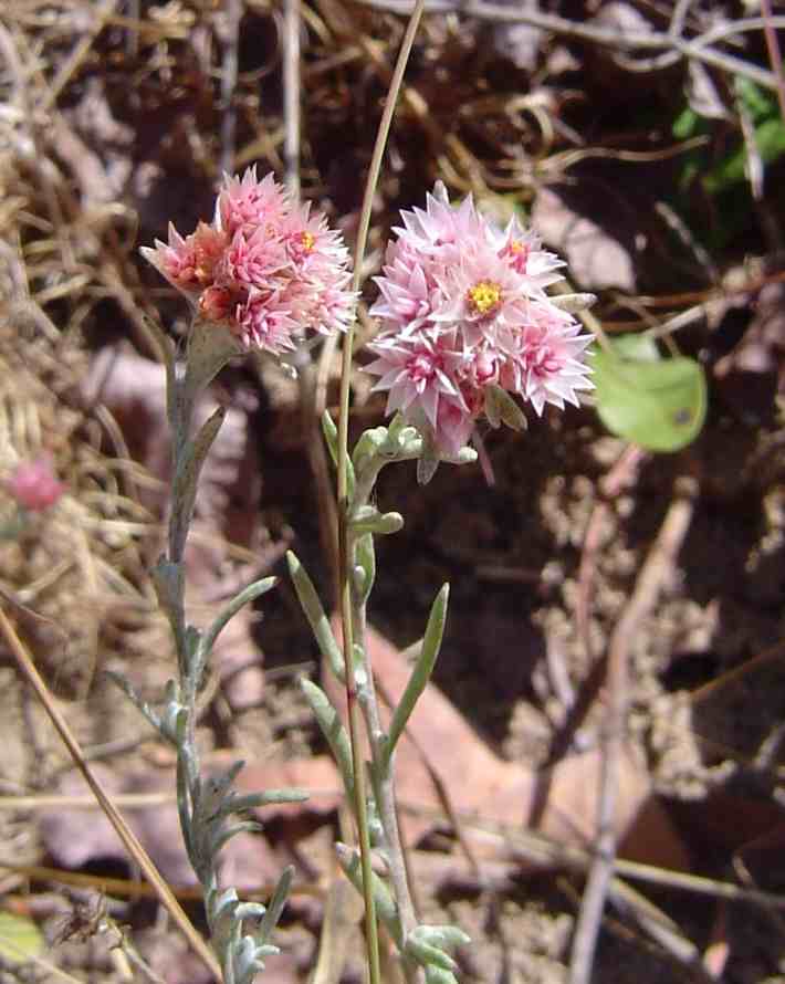 Helichrysum candolleanum