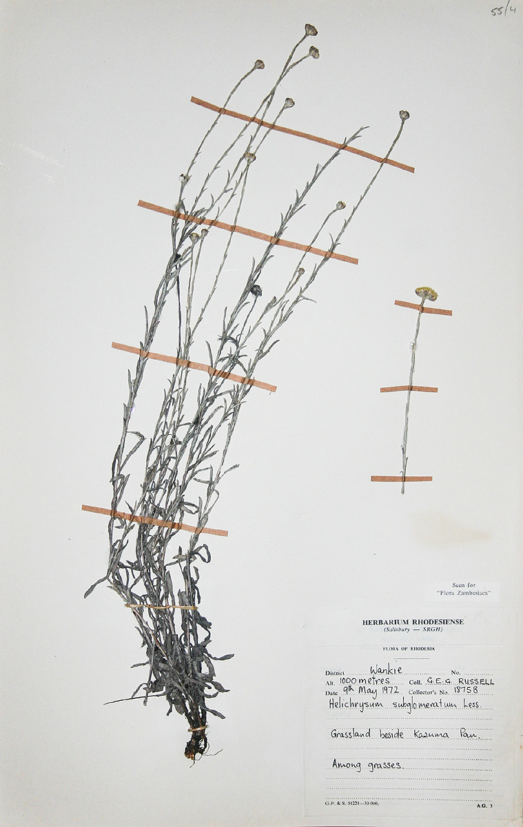 Helichrysum subglomeratum Helichrysum subglomeratum