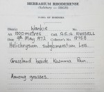 Helichrysum subglomeratum