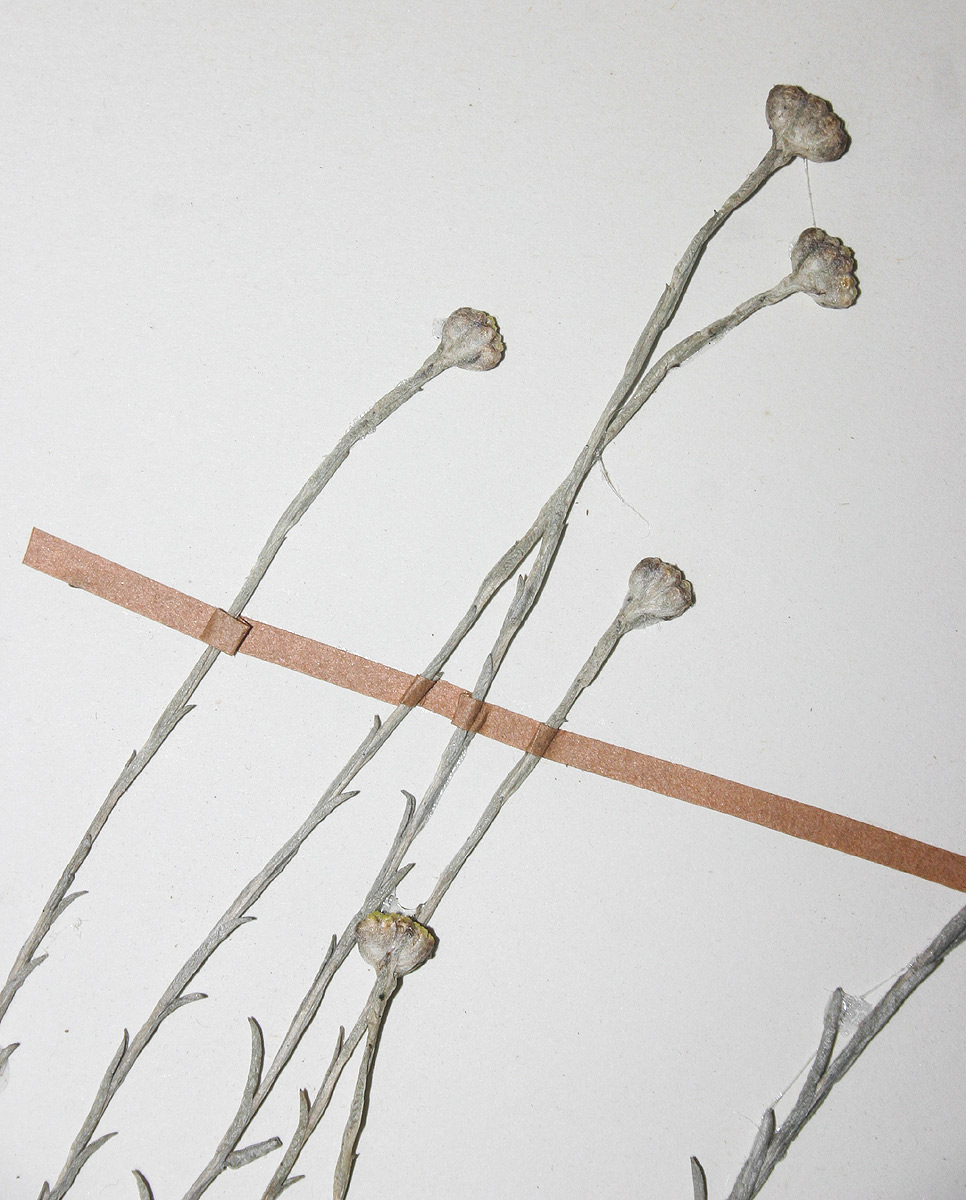 Helichrysum subglomeratum