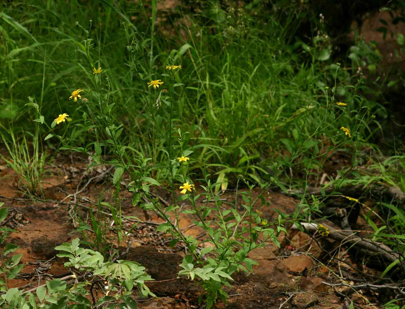 Calostephane divaricata