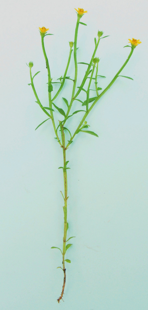 Calostephane divaricata