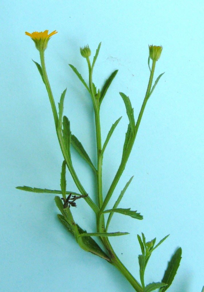 Calostephane divaricata