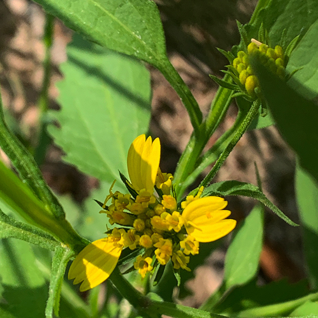 Calostephane divaricata
