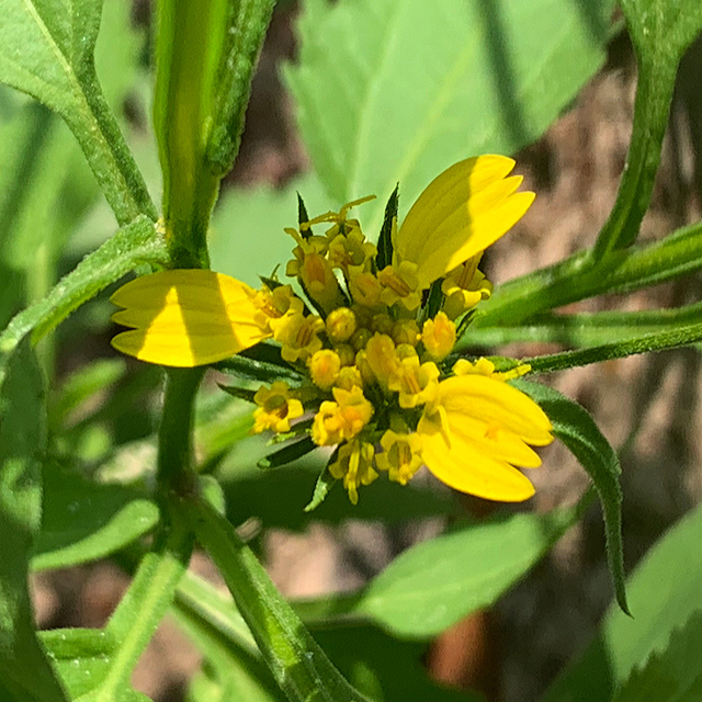 Calostephane divaricata