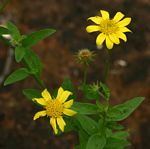 Calostephane divaricata