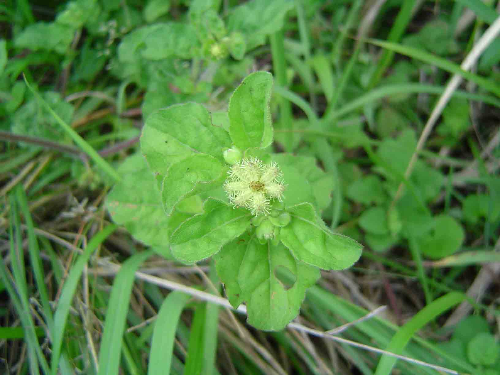Acanthospermum australe Acanthospermum australe