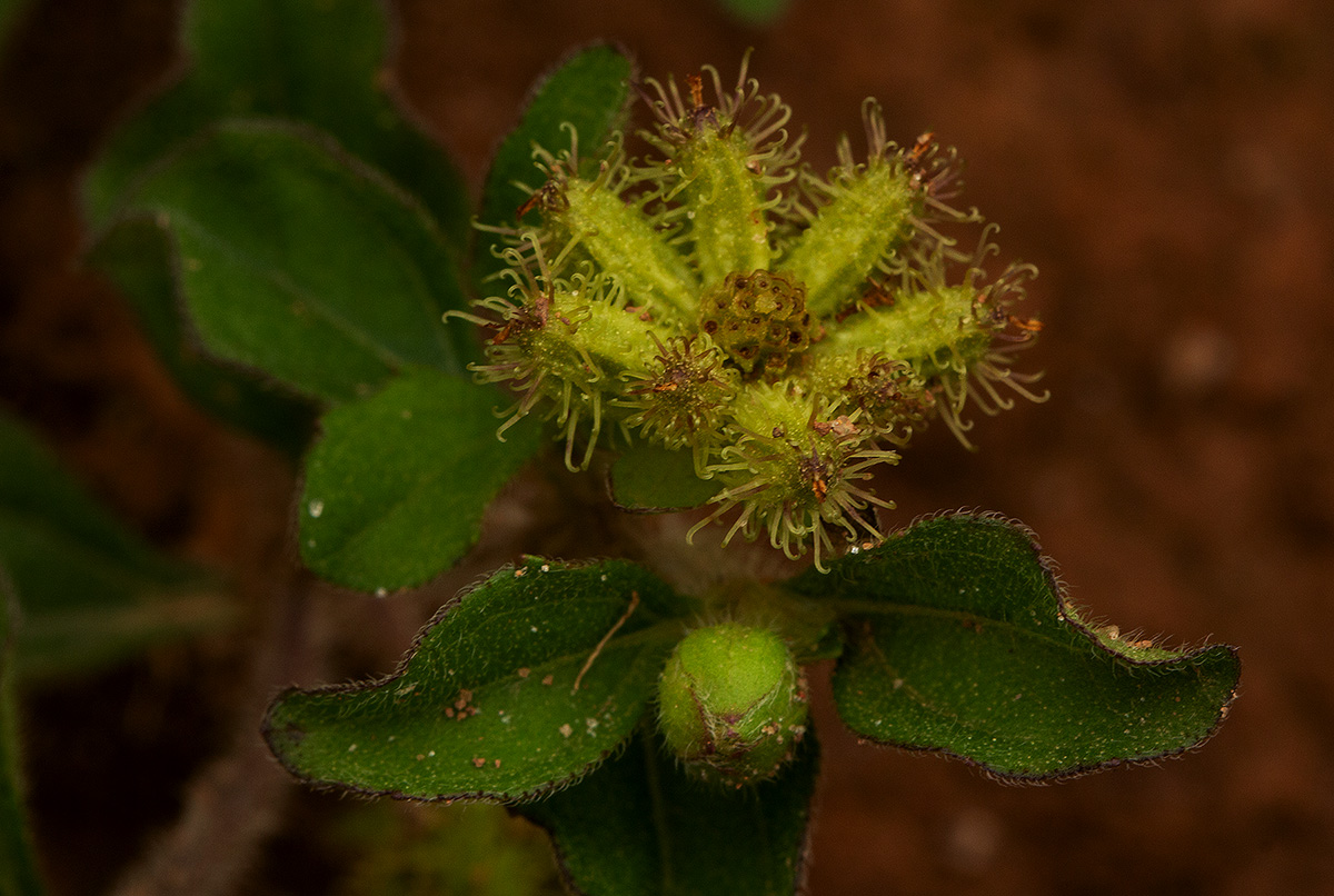 Acanthospermum australe Acanthospermum australe