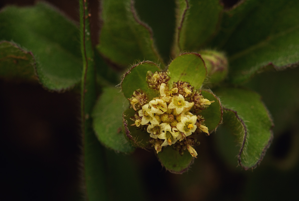 Acanthospermum australe Acanthospermum australe