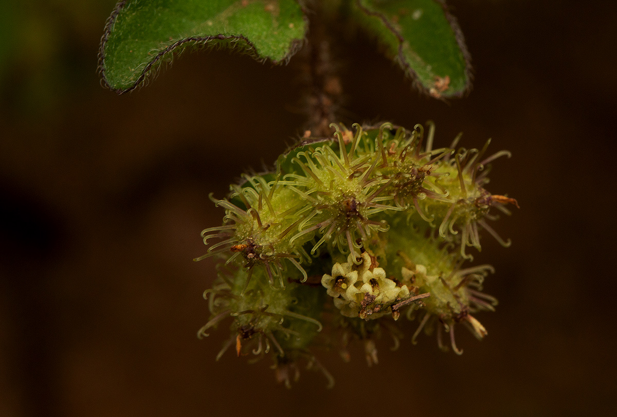Acanthospermum australe Acanthospermum australe