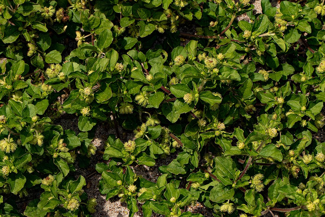 Acanthospermum australe Acanthospermum australe