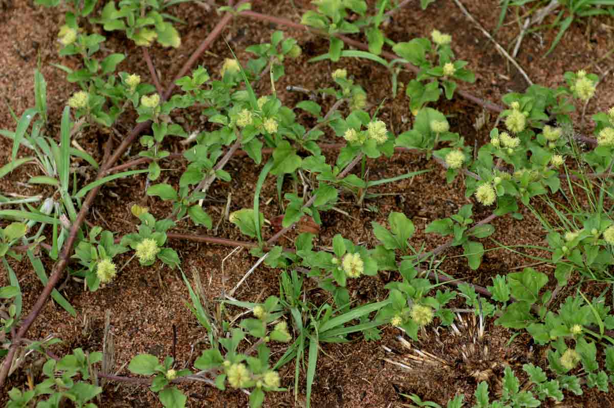 Acanthospermum australe Acanthospermum australe