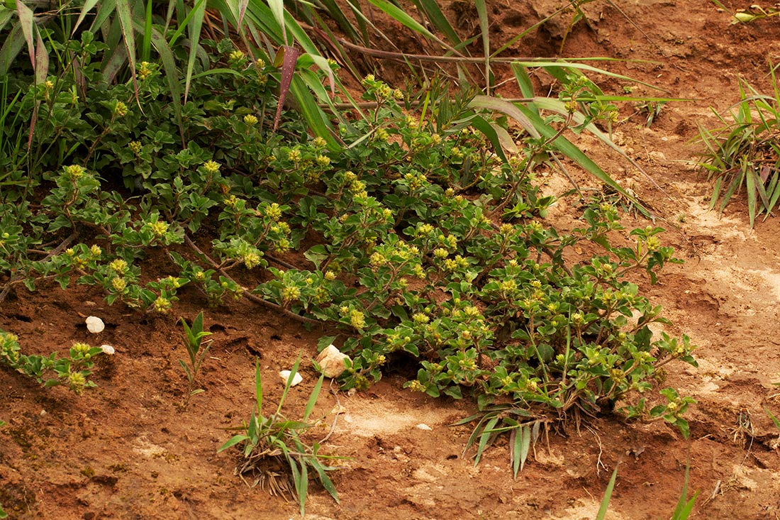 Acanthospermum australe Acanthospermum australe