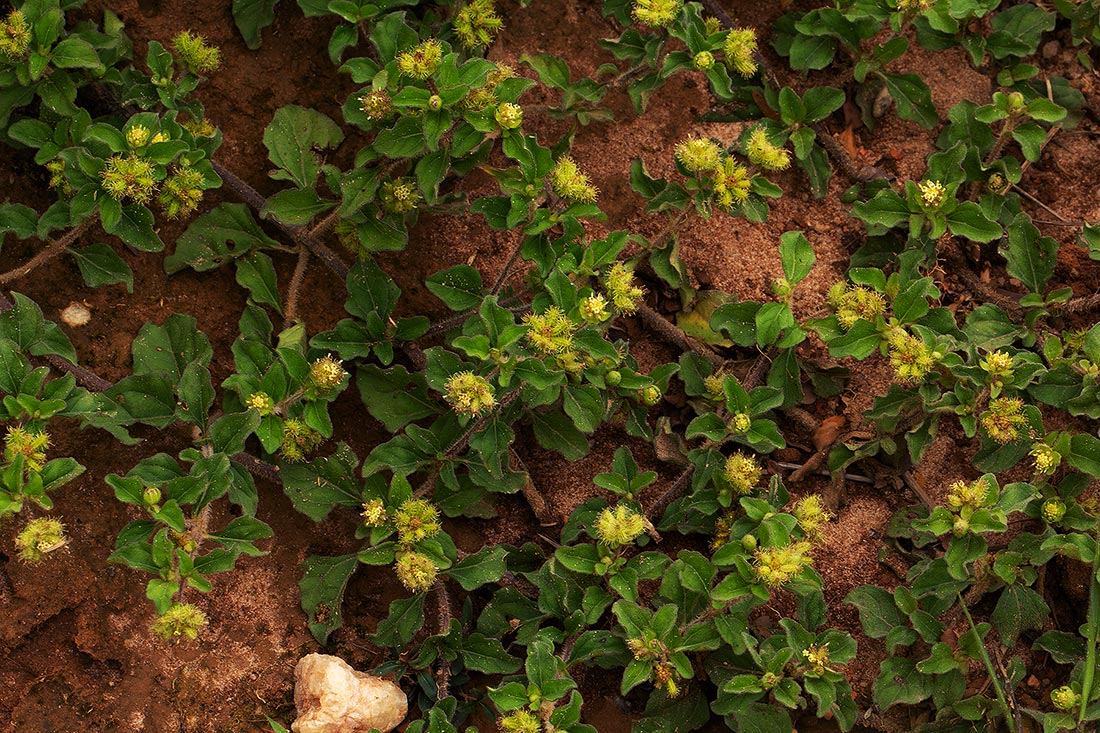 Acanthospermum australe Acanthospermum australe