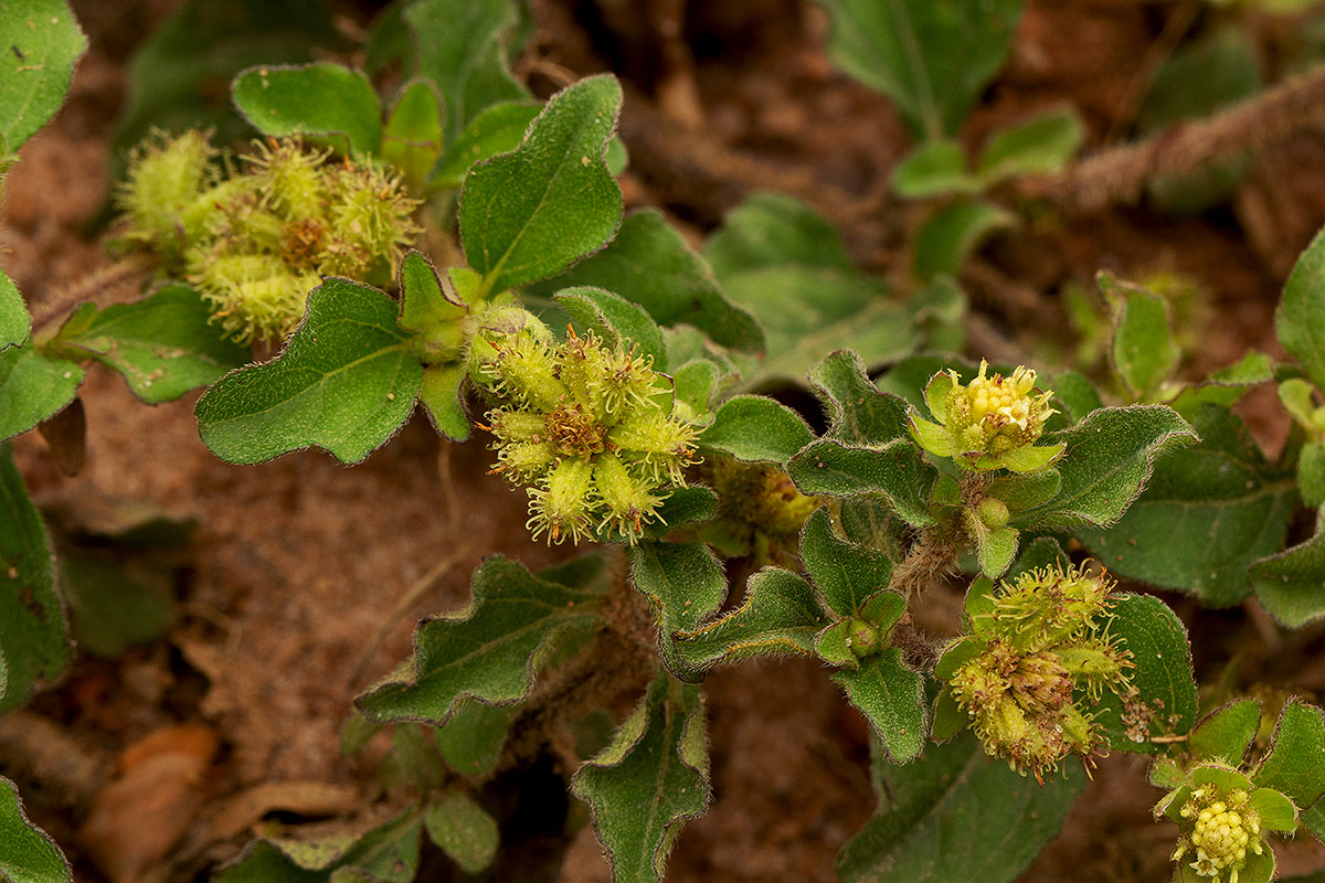 Acanthospermum australe Acanthospermum australe