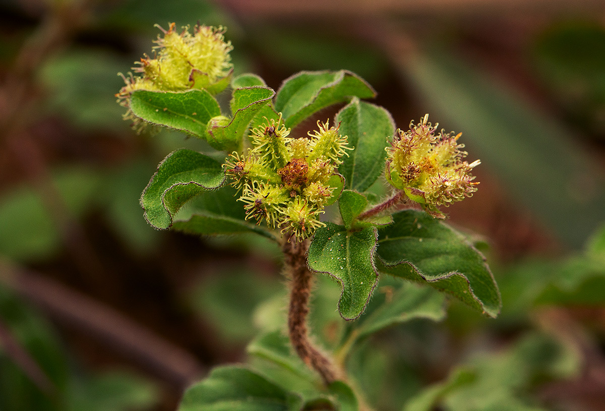 Acanthospermum australe Acanthospermum australe