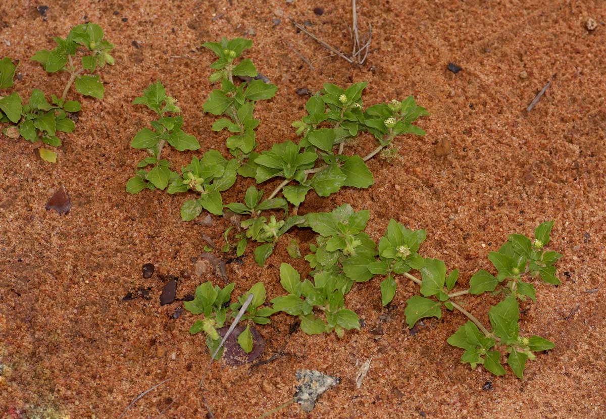 Acanthospermum glabratum Acanthospermum glabratum