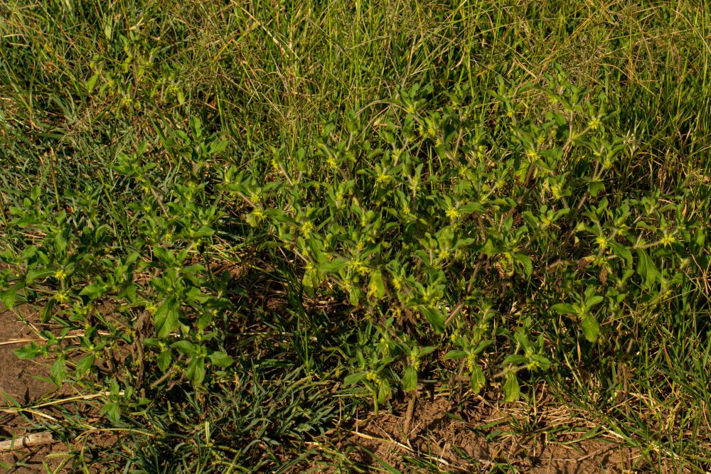Acanthospermum hispidum Acanthospermum hispidum