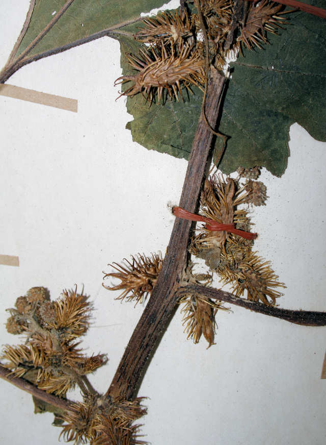 Xanthium strumarium Xanthium strumarium