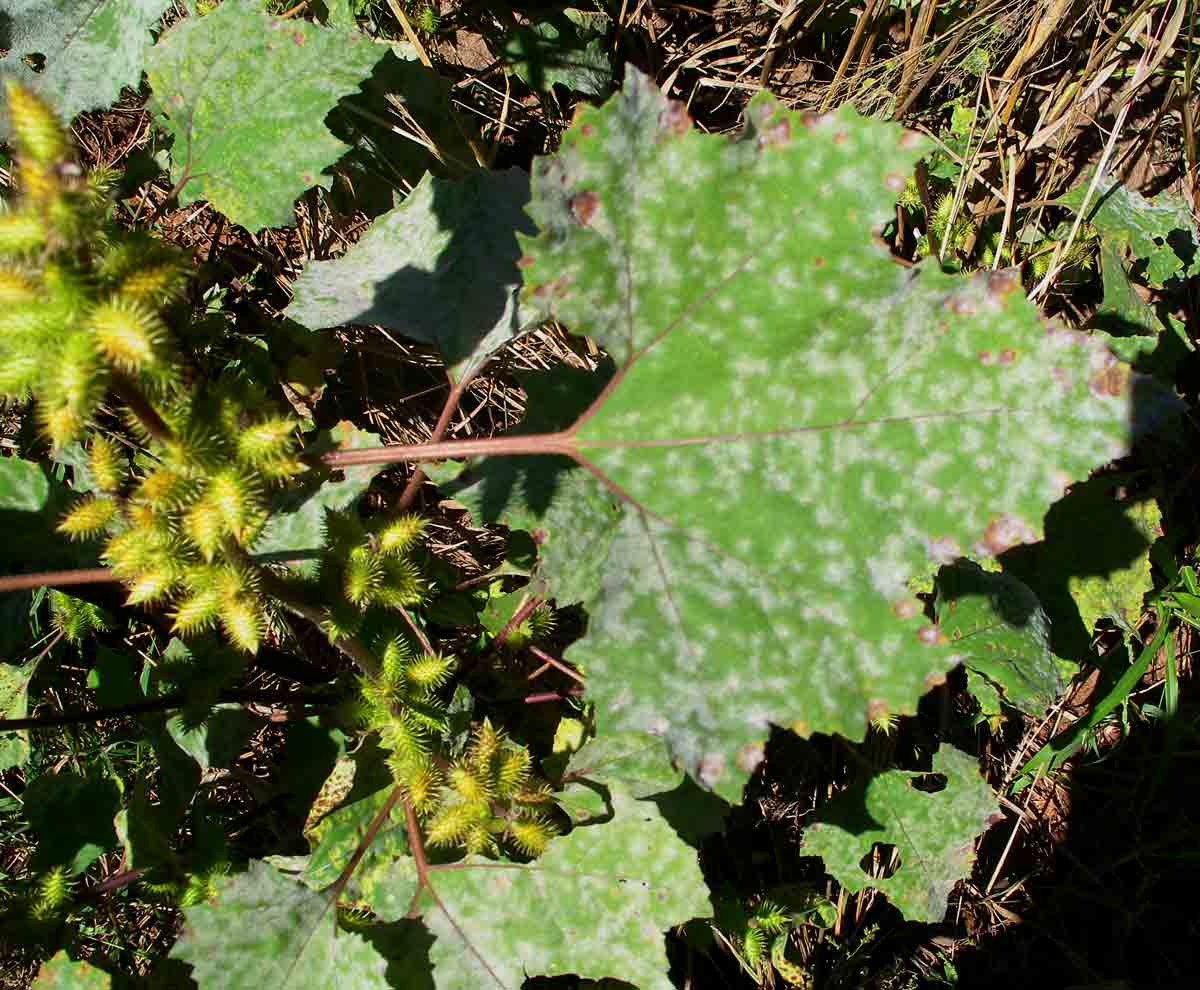 Xanthium strumarium