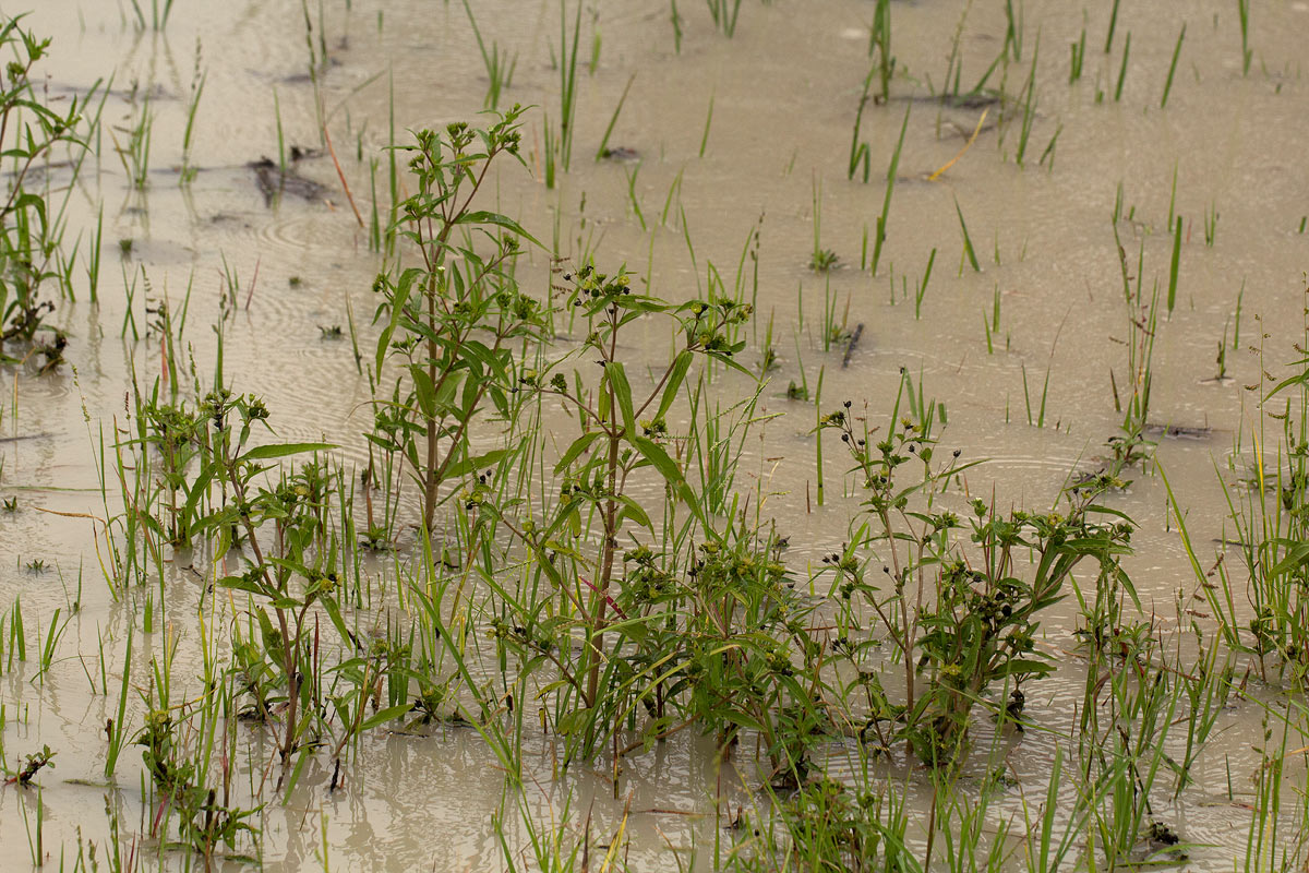 Eclipta prostrata Eclipta prostrata