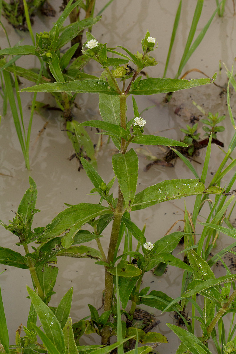 Eclipta prostrata Eclipta prostrata