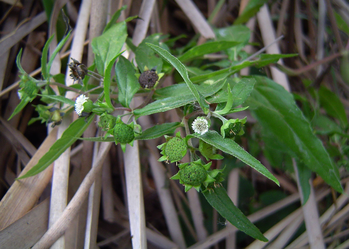 Eclipta prostrata Eclipta prostrata