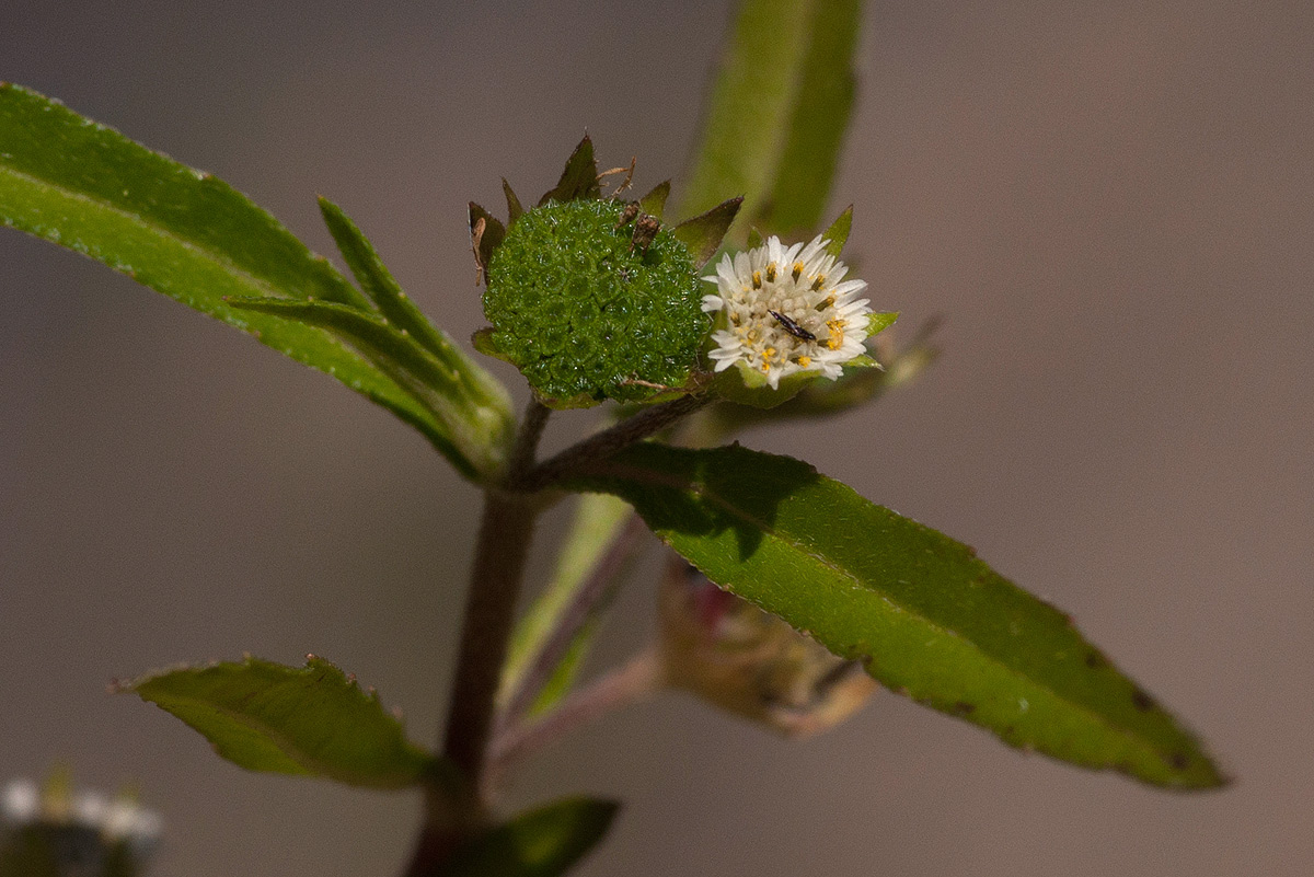 Eclipta prostrata