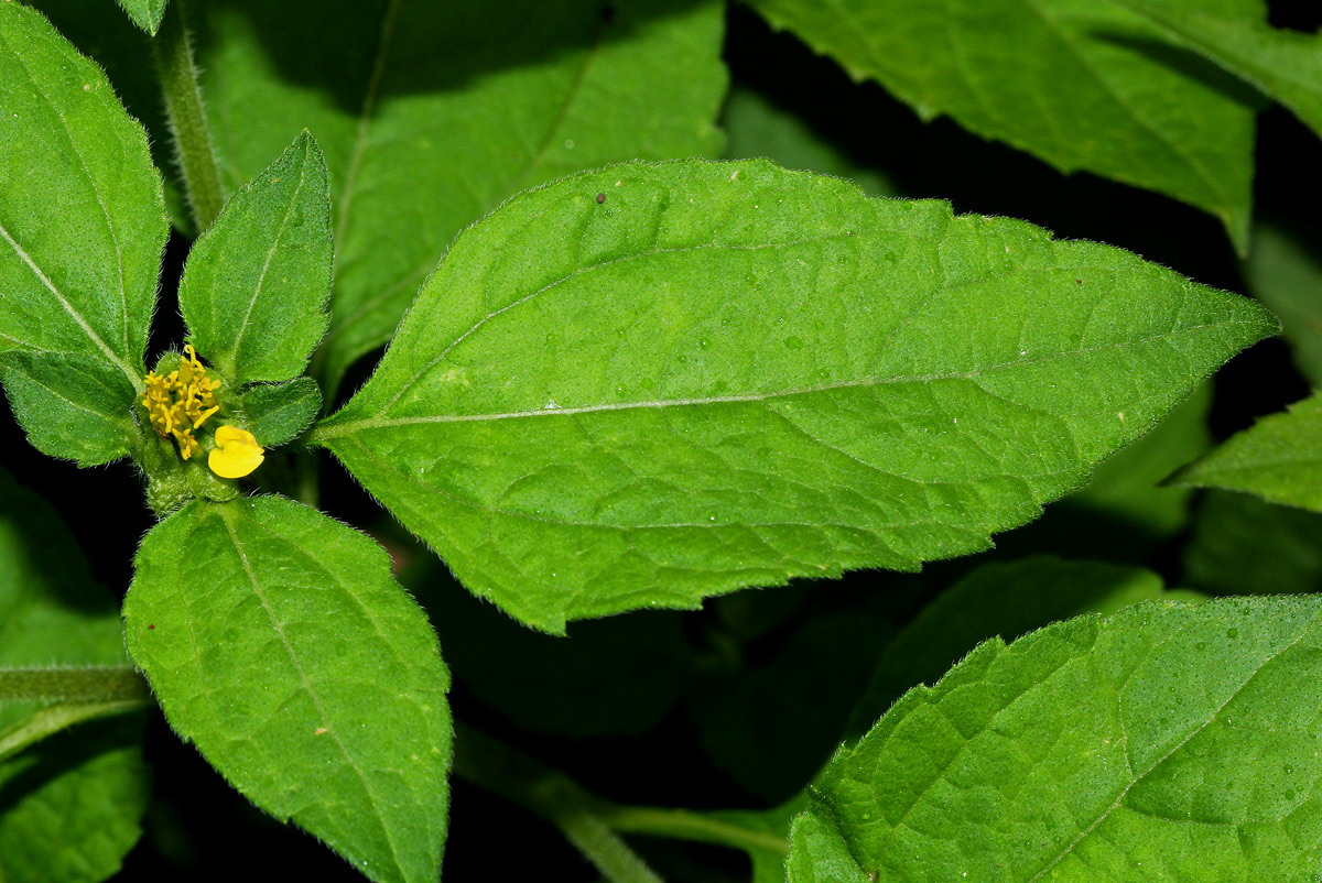 Sclerocarpus africanus