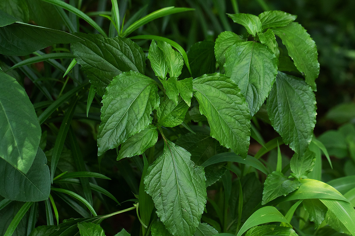 Sclerocarpus africanus