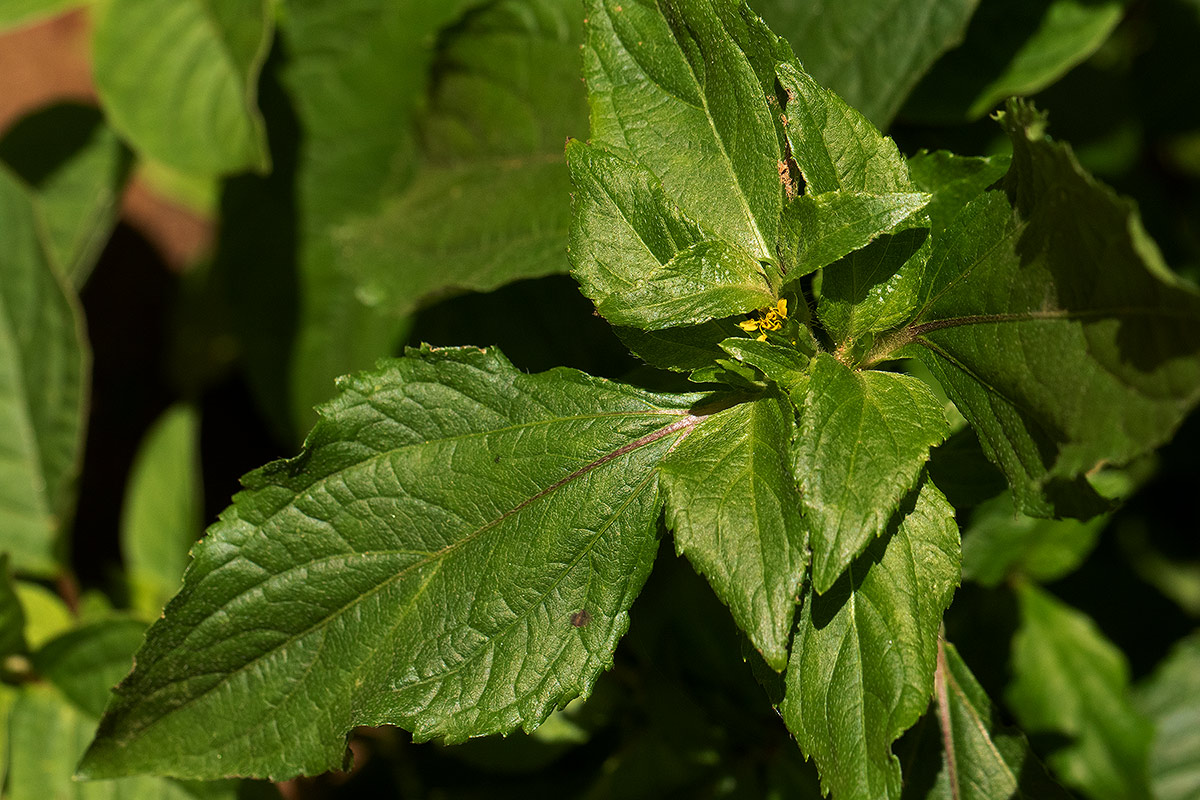 Sclerocarpus africanus
