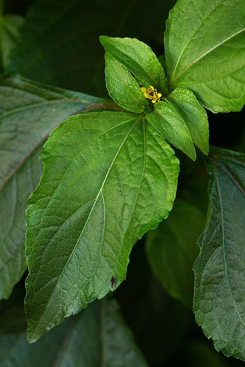 Sclerocarpus africanus