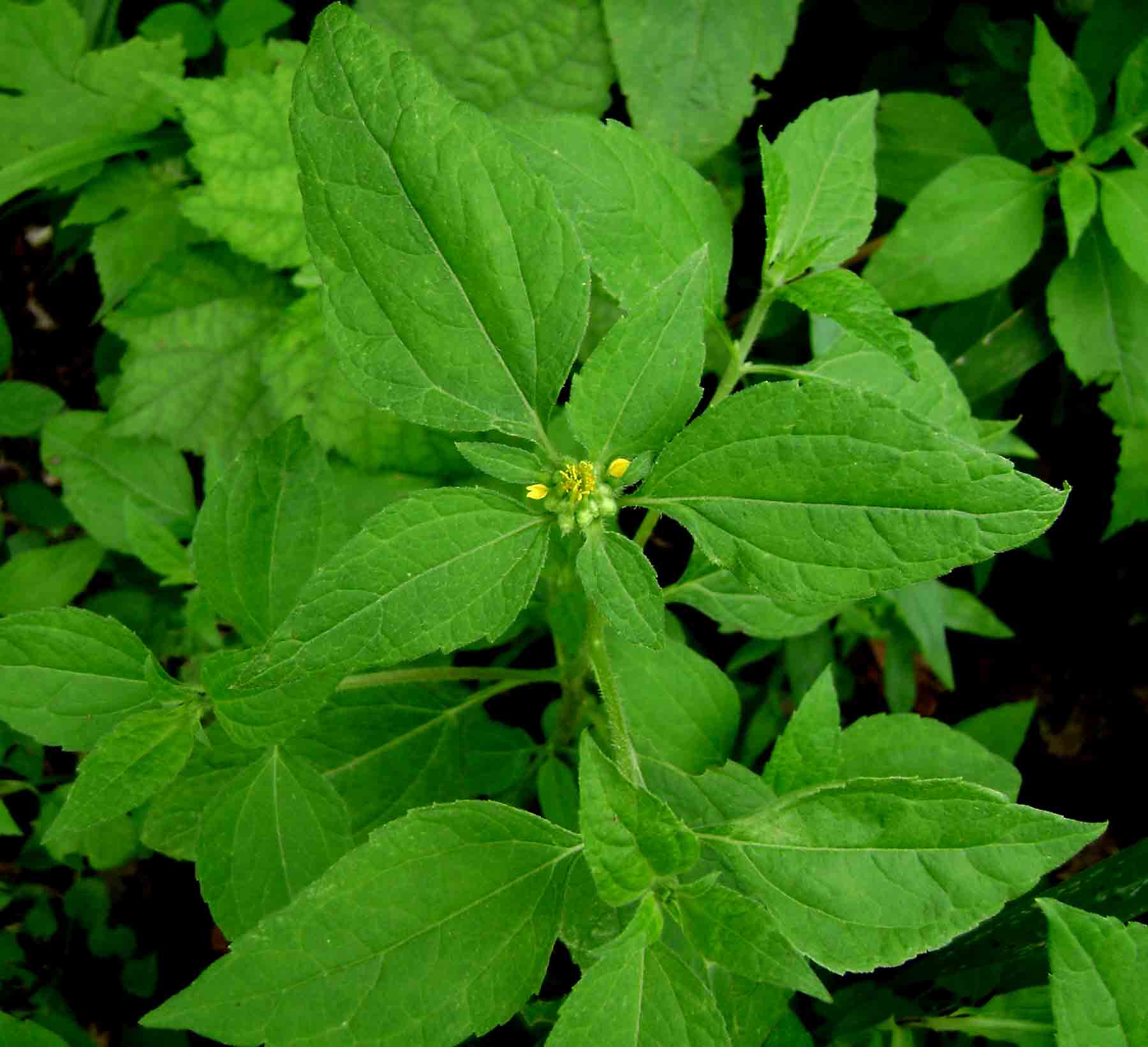 Sclerocarpus africanus