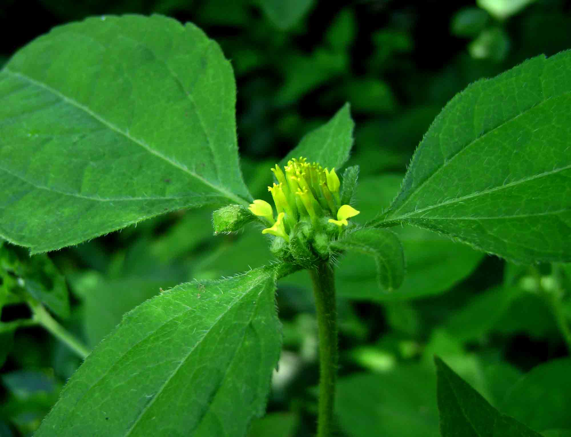 Sclerocarpus africanus