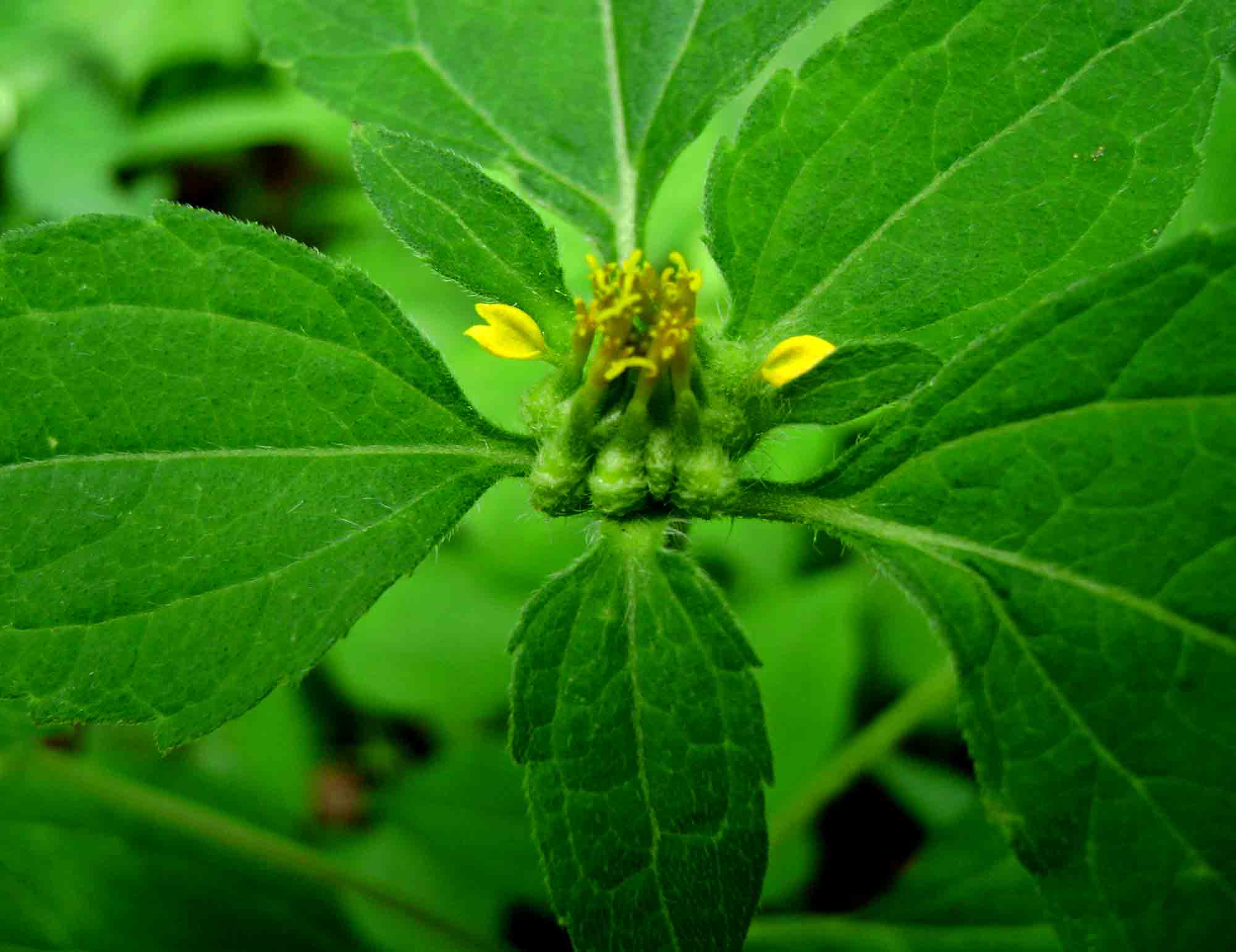 Sclerocarpus africanus