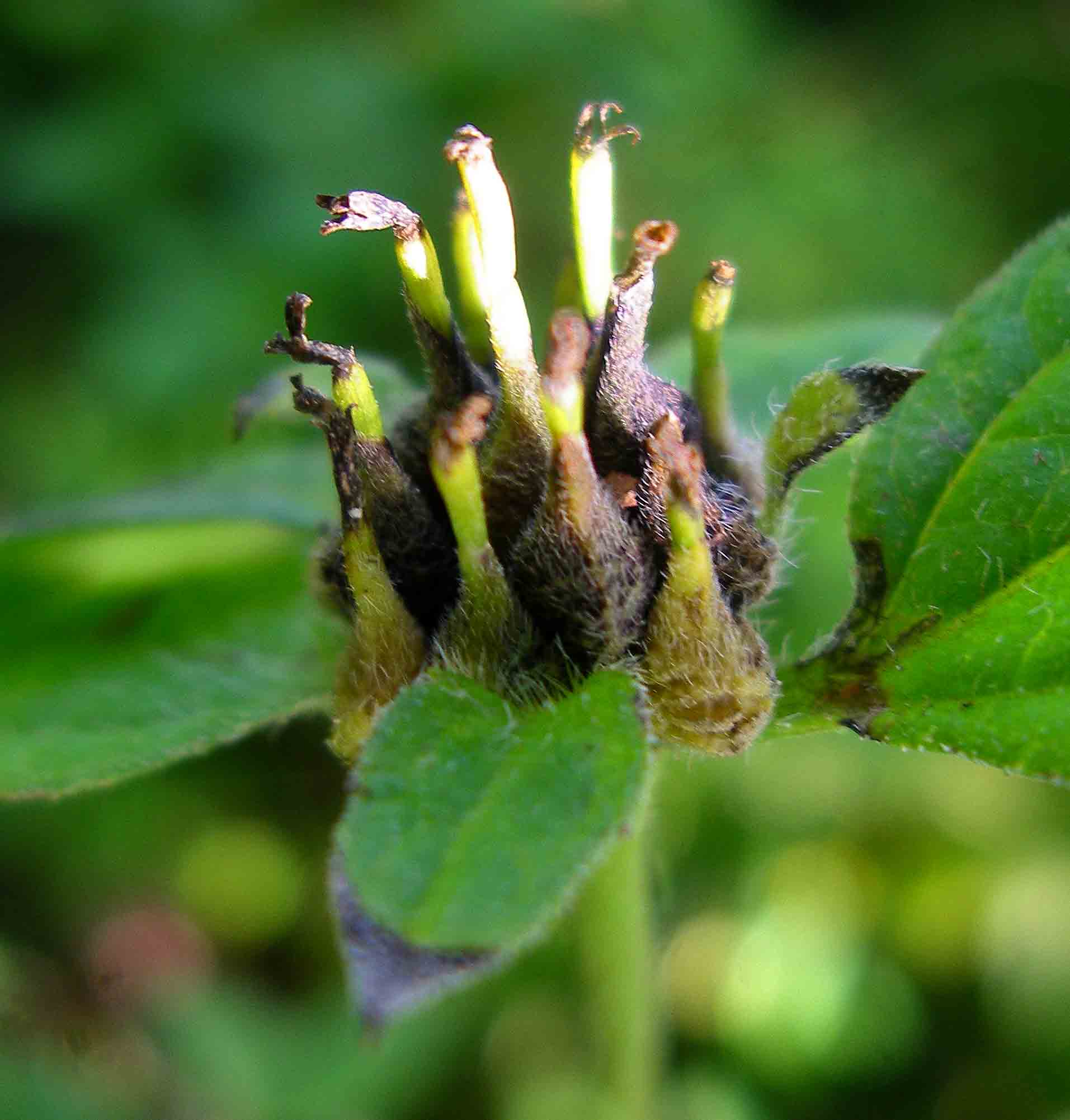 Sclerocarpus africanus