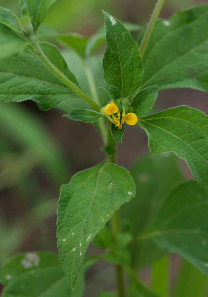 Sclerocarpus africanus
